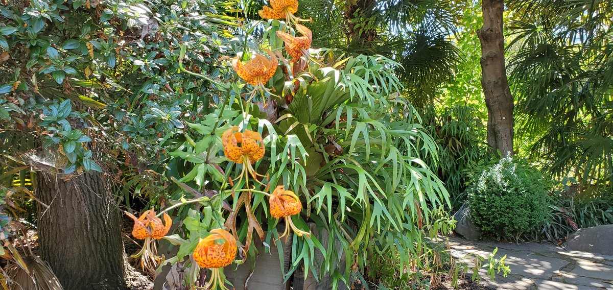 FairylandCA's tweet photo. What a week it's been for us! Thank you for all of your support. Today we took a moment to stop and admire the flowers, specifically our Agapanthuses, Fuchsias, Humboldt's Lilies, Staghorn fern and coral tree. Enjoy!
#bringthemagicback: https://t.co/l08KF0D9A4 https://t.co/ZsGYOuC63x