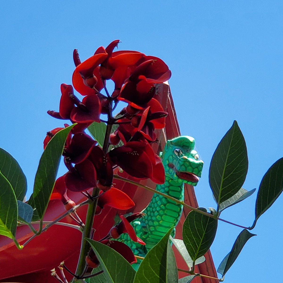 FairylandCA's tweet photo. What a week it's been for us! Thank you for all of your support. Today we took a moment to stop and admire the flowers, specifically our Agapanthuses, Fuchsias, Humboldt's Lilies, Staghorn fern and coral tree. Enjoy!
#bringthemagicback: https://t.co/l08KF0D9A4 https://t.co/ZsGYOuC63x