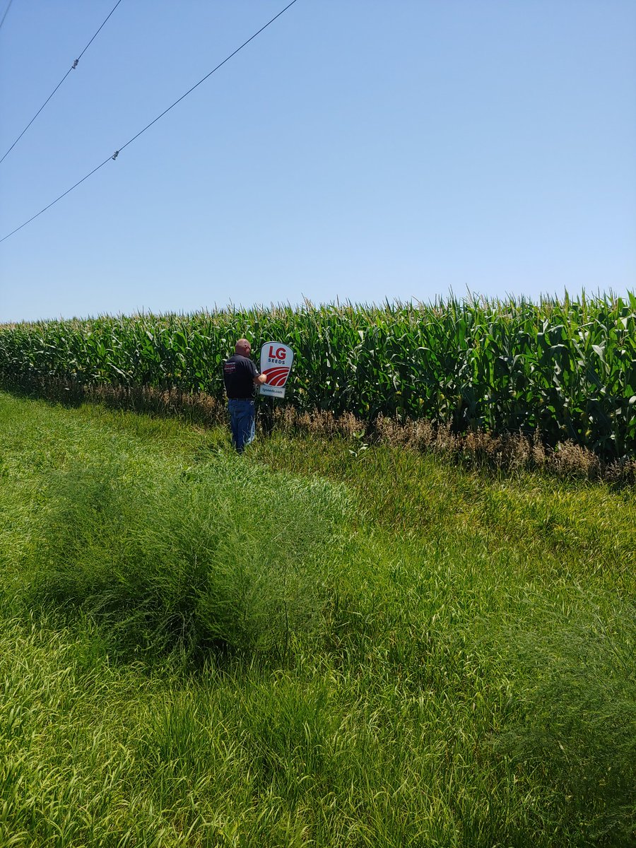 Hoag79's tweet photo. Out signing a beautiful field of LG5505vt2 with dealer Carls Farm Store @TaylorJaym @LGSeeds_SWMN @LGSeeds https://t.co/99zpnvKz7A