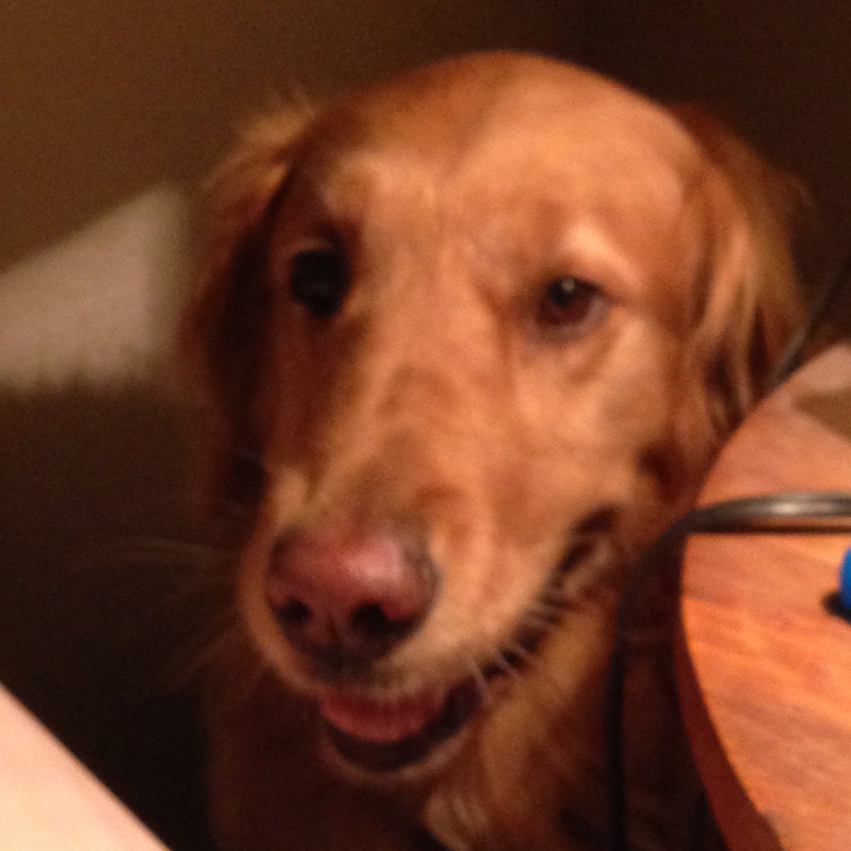 SharonMullin4's tweet photo. @MKnight302 When I adopted my Golden she was 3-1/2, had been abused, neglected and already in 3 or 4 homes. She's 9 now and doesn't leave my side. Whether walking miles or when I was ill and barely able to get out of bed we've been inseparable. I hope you have the same thing. https://t.co/FjnMyyVISQ