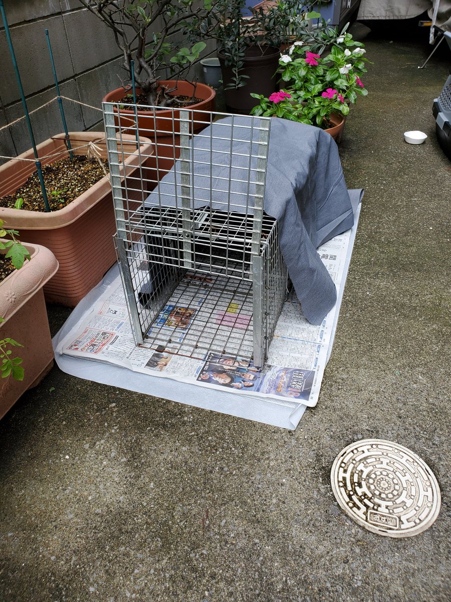 groupnyago's tweet photo. 台東区と荒川区を両方行き来してる子達。
成猫は4匹くらい避妊手術していない感じでした。
昨日はオス猫1匹と子猫2匹の保護が出来ました。
荒川区で一番動いてくれている男性ボラとショコラさんの手助けを借りて挑みました！ https://t.co/omI7meePfA