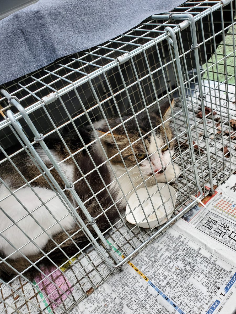 groupnyago's tweet photo. 台東区と荒川区を両方行き来してる子達。
成猫は4匹くらい避妊手術していない感じでした。
昨日はオス猫1匹と子猫2匹の保護が出来ました。
荒川区で一番動いてくれている男性ボラとショコラさんの手助けを借りて挑みました！ https://t.co/omI7meePfA