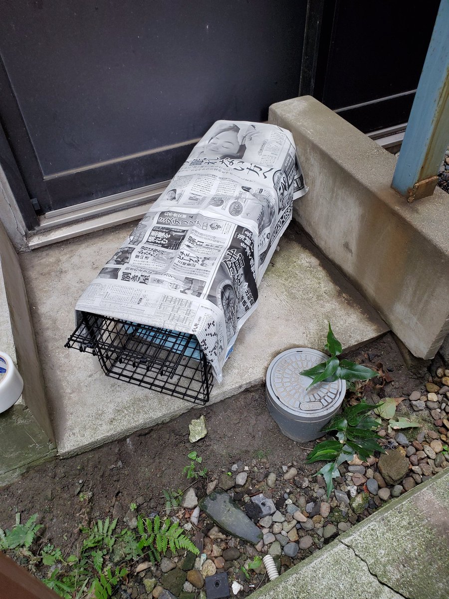 groupnyago's tweet photo. 台東区と荒川区を両方行き来してる子達。
成猫は4匹くらい避妊手術していない感じでした。
昨日はオス猫1匹と子猫2匹の保護が出来ました。
荒川区で一番動いてくれている男性ボラとショコラさんの手助けを借りて挑みました！ https://t.co/omI7meePfA