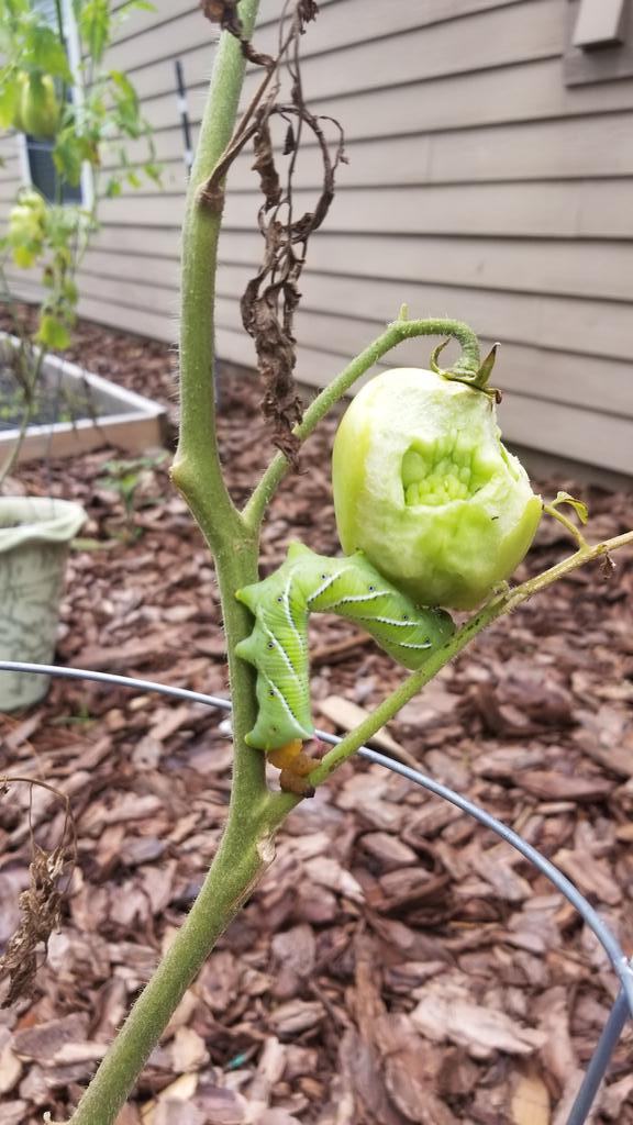 Atif Khan tweet media