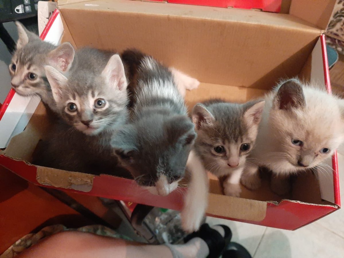 GatitosCdmx's tweet photo. BUSCAN HOGAAAAAAAR!!! Sólo para adoptantes responsables, dispuestos a pasar filtros y seguimiento de por vida. HERMOSOS GATITOS están recibiendo solicitudes de familias q aseguren amor, atención y protección. INFO: @Bugieman4 https://t.co/fgUmlZmDJe https://t.co/26zjr1uwpn