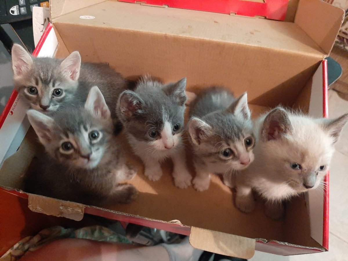 GatitosCdmx's tweet photo. BUSCAN HOGAAAAAAAR!!! Sólo para adoptantes responsables, dispuestos a pasar filtros y seguimiento de por vida. HERMOSOS GATITOS están recibiendo solicitudes de familias q aseguren amor, atención y protección. INFO: @Bugieman4 https://t.co/fgUmlZmDJe https://t.co/26zjr1uwpn