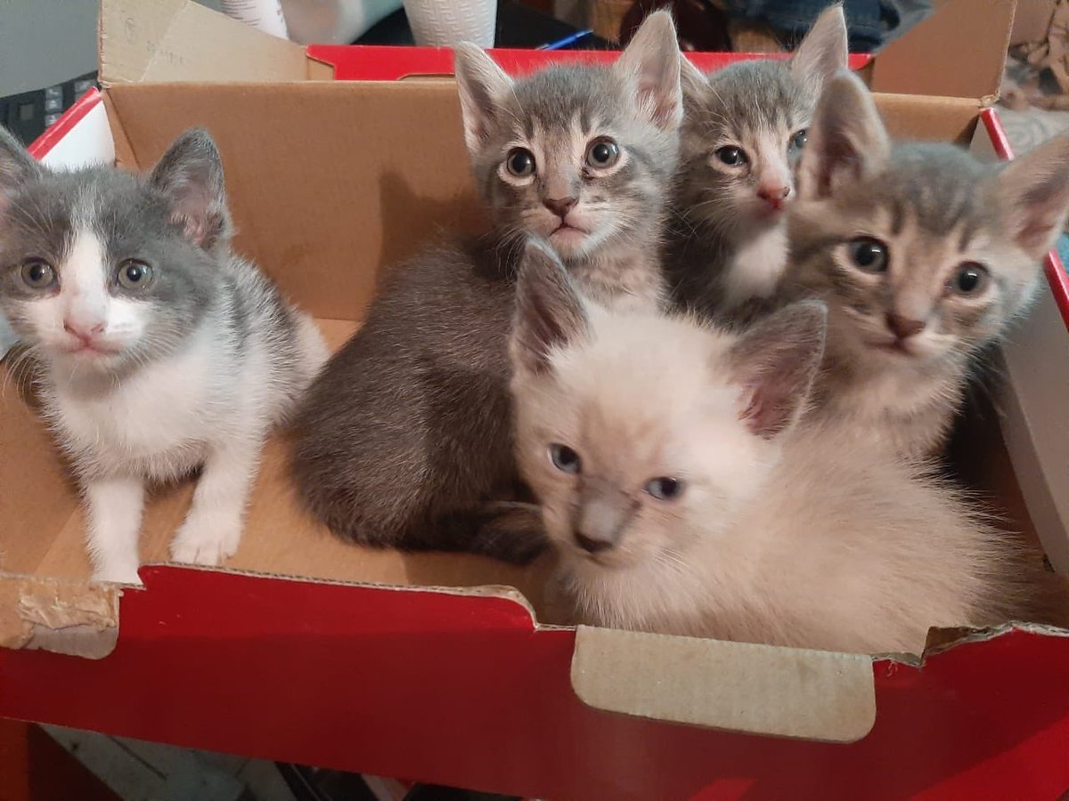 GatitosCdmx's tweet photo. BUSCAN HOGAAAAAAAR!!! Sólo para adoptantes responsables, dispuestos a pasar filtros y seguimiento de por vida. HERMOSOS GATITOS están recibiendo solicitudes de familias q aseguren amor, atención y protección. INFO: @Bugieman4 https://t.co/fgUmlZmDJe https://t.co/26zjr1uwpn