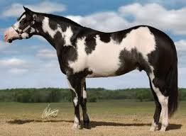 FindMyHorses's tweet photo. Coat Color Pattern Descriptions in Horses https://t.co/moTeDcenr7 The following is a list of different Coat Color Pattern Descriptions for Horses.  I'm going to start with the primary differences between the various https://t.co/MjxVJoRdWL
