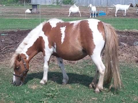 FindMyHorses's tweet photo. Coat Color Pattern Descriptions in Horses https://t.co/moTeDcenr7 The following is a list of different Coat Color Pattern Descriptions for Horses.  I'm going to start with the primary differences between the various https://t.co/MjxVJoRdWL