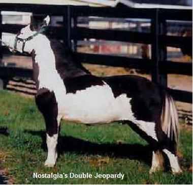 FindMyHorses's tweet photo. Coat Color Pattern Descriptions in Horses https://t.co/moTeDcenr7 The following is a list of different Coat Color Pattern Descriptions for Horses.  I'm going to start with the primary differences between the various https://t.co/MjxVJoRdWL