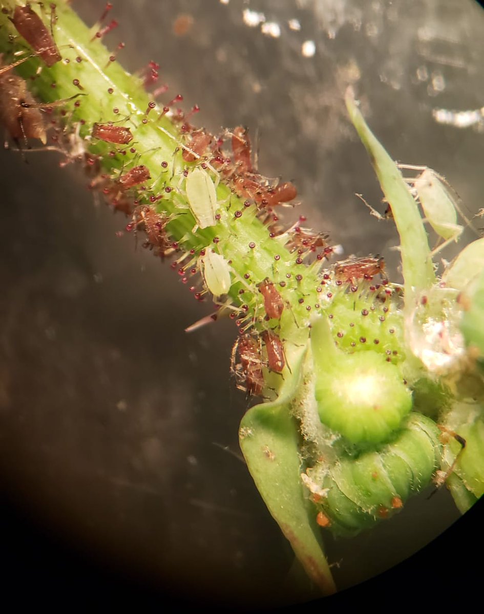 FagroMx's tweet photo. Control de pulgón en cultivo de lechuga.
Foto 1 sin tratamiento.
Foto 2 tratamiento con SmartKill de Fagro.
Más información del producto en nuestro sitio web.
Click aquí https://t.co/9YT5HoU5N7 https://t.co/PhmvDlB87d