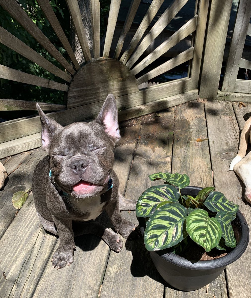 heyrebitcha's tweet photo. 🌱🐶💗 https://t.co/MG9m964VMQ