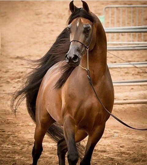 AlsultanahS's tweet photo. عشنا على الدنيا مطانيخ واكرام
ماتنحني هامتنا لجـــل حــاجه
.
نسوقهـــا قــــدام والعــز قـــدام
مافيه ضيق الا على الله افراجه
. https://t.co/GWoMu2d9qv