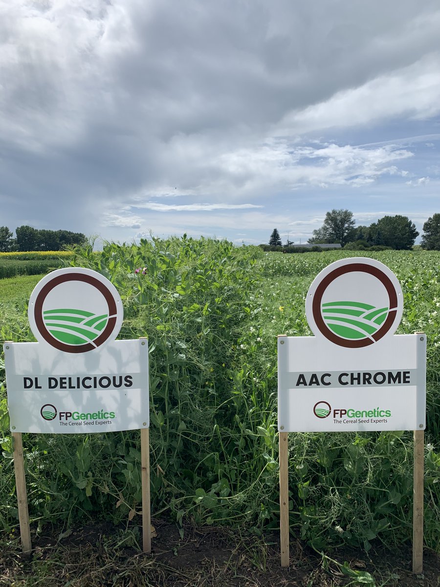 FPGenetics's tweet photo. Very excited to be sharing our new and existing varieties with Alberta seed growers today in Neapolis. #cerealseedexperts #fieldtour #cropcheck #DLDelicious #AACChrome #CDCCopper #CertifiedSeed https://t.co/UKdyRaqbfV