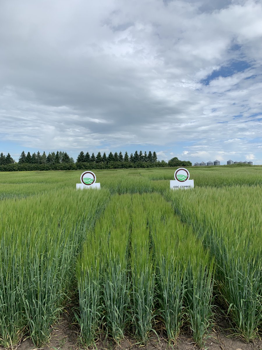FPGenetics's tweet photo. Very excited to be sharing our new and existing varieties with Alberta seed growers today in Neapolis. #cerealseedexperts #fieldtour #cropcheck #DLDelicious #AACChrome #CDCCopper #CertifiedSeed https://t.co/UKdyRaqbfV
