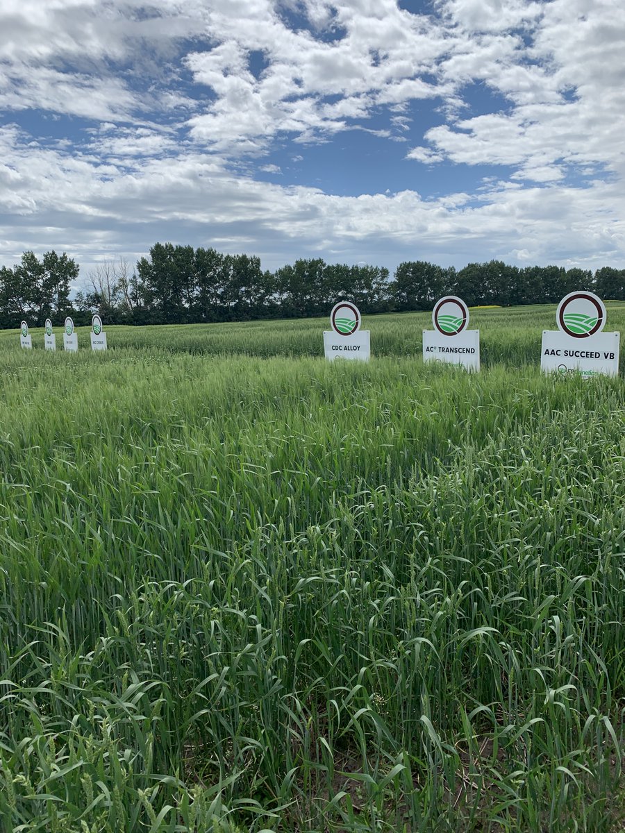 FPGenetics's tweet photo. Very excited to be sharing our new and existing varieties with Alberta seed growers today in Neapolis. #cerealseedexperts #fieldtour #cropcheck #DLDelicious #AACChrome #CDCCopper #CertifiedSeed https://t.co/UKdyRaqbfV
