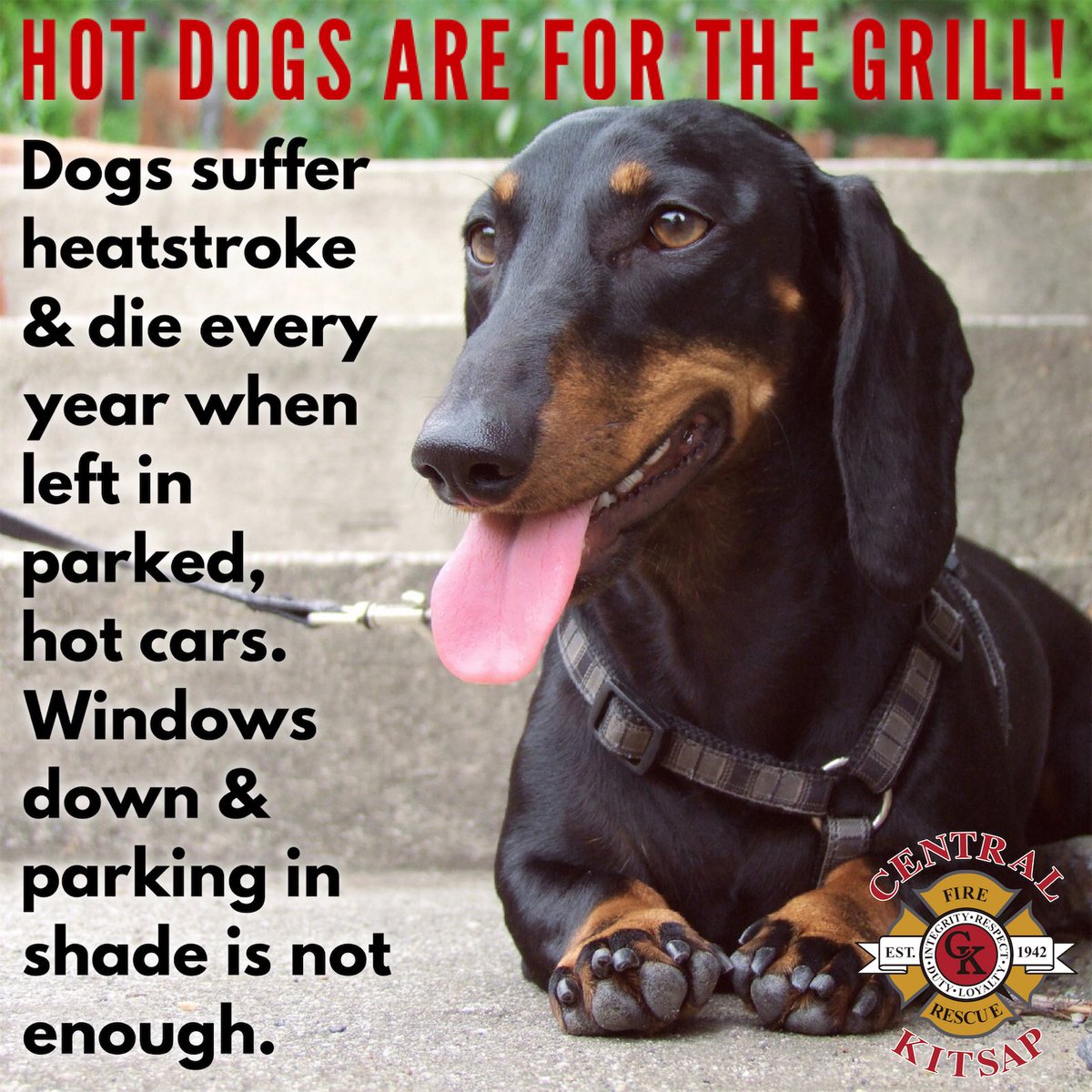 CKFireRescue's tweet photo. Our best friends deserve the best care. 🐾
If you’ll need to leave them in the car, please leave them home instead. ���️
#CaringForOurFurryCommunity
#CKFR https://t.co/o9iNAsE7Z5
