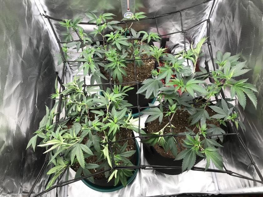 Can’t help it but low seeing a #marijuanagrowers with a beautiful SCROG.

“Update On My Darkheart Nursery Cuttings(SGROG)”

smoke.io/grow/@saladbow…