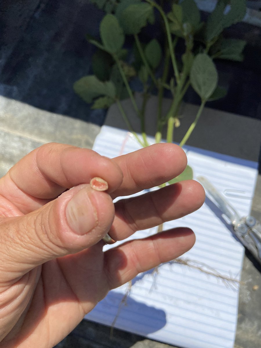 Samlincoln_ND's tweet photo. Are your soybeans fixing N? These are. I pulled up this plant, shook off the soil, and cut the nodule pointed at in first pic. That’s it! If the inside is pink it is working correctly!
@DakotaAgronomy @RocknRollAgrnmy https://t.co/HG5vXQrEQj