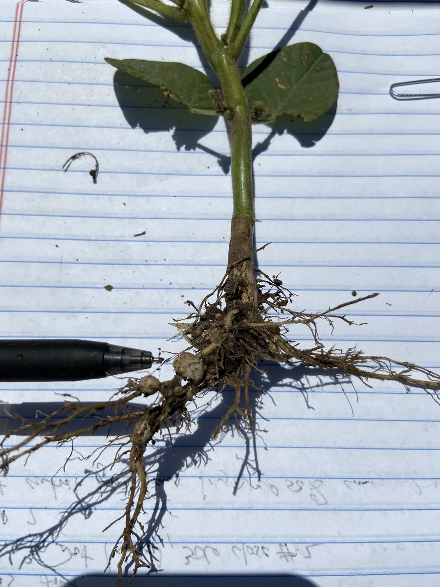 Samlincoln_ND's tweet photo. Are your soybeans fixing N? These are. I pulled up this plant, shook off the soil, and cut the nodule pointed at in first pic. That’s it! If the inside is pink it is working correctly!
@DakotaAgronomy @RocknRollAgrnmy https://t.co/HG5vXQrEQj