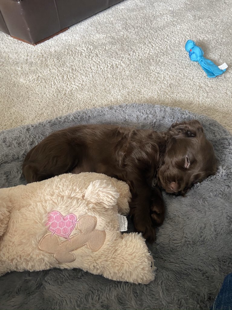 Juliepinder2's tweet photo. @SiobhanHRSheri Welcome to club it’s worth it though 🐶💙 https://t.co/7JzaJdFniJ