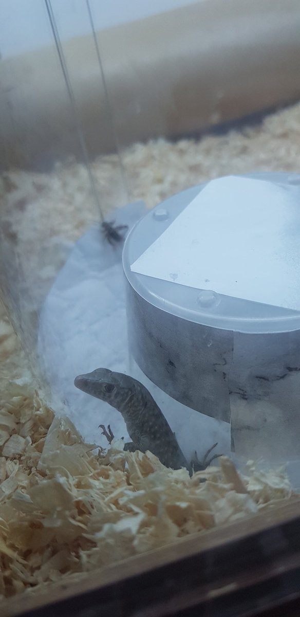 Highbreedreps's tweet photo. Hatched today!! First baby💕 https://t.co/qNEjXVYfL9