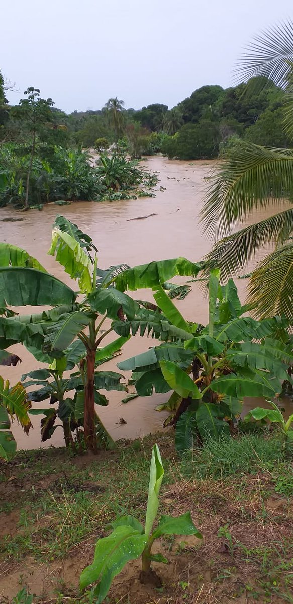 asoagrocord's tweet photo. Las Fuertes Lluvias De la Madrugada del #14DeJulio provocaron inundaciones en las plantaciones de #platano que están en las Riberas del #RioBroqueles
 Ademas del covid ahora sin producción.
#SOSPARAMOÑITOS https://t.co/gAi8i7FSuS