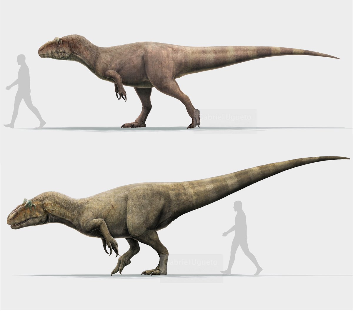 Allosaurus Size Compared To Human