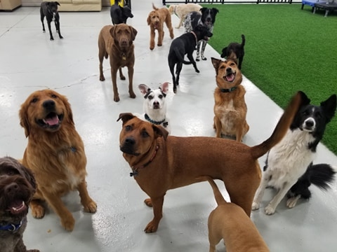 ccherneskey's tweet photo. A bunch of happy puppies at FURBABY PET CARE in #Saskatoon!
We have lots of room for your furbaby, including indoor &amp; outdoor doggy parks, small &amp; large running areas AND dog training classes (&amp; more)
https://t.co/FbWSfcmGdG
.
.
.
#furbaby #dogs #cats #yxe #SK #yxedogs https://t.co/e9D5ouuuEd