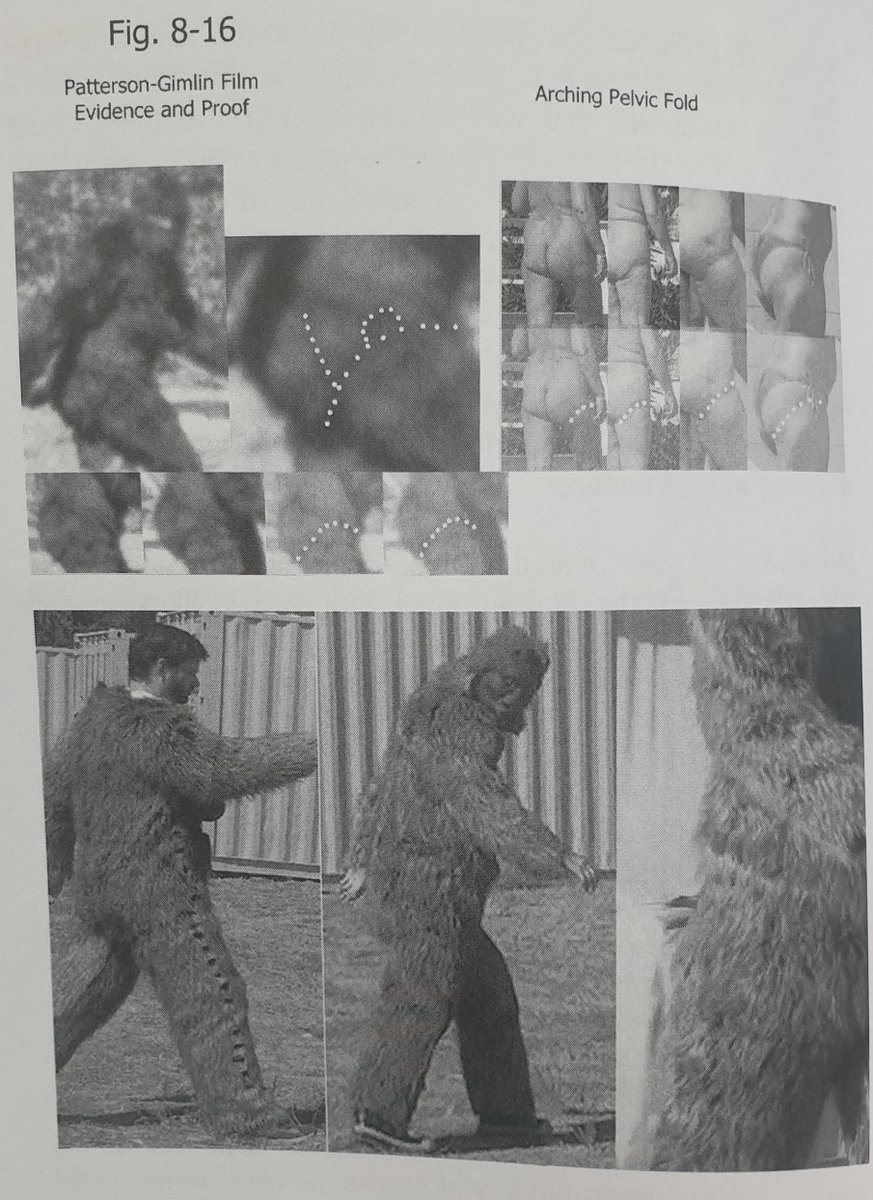 Munns shows in his book how issues common to ape suits (like mobility at limb joints and across the thighs, butt and hips, and the form of the neck and back of the head) were seemingly solved, to brilliant effect, by the maker of the PGF ‘suit’, in which case...