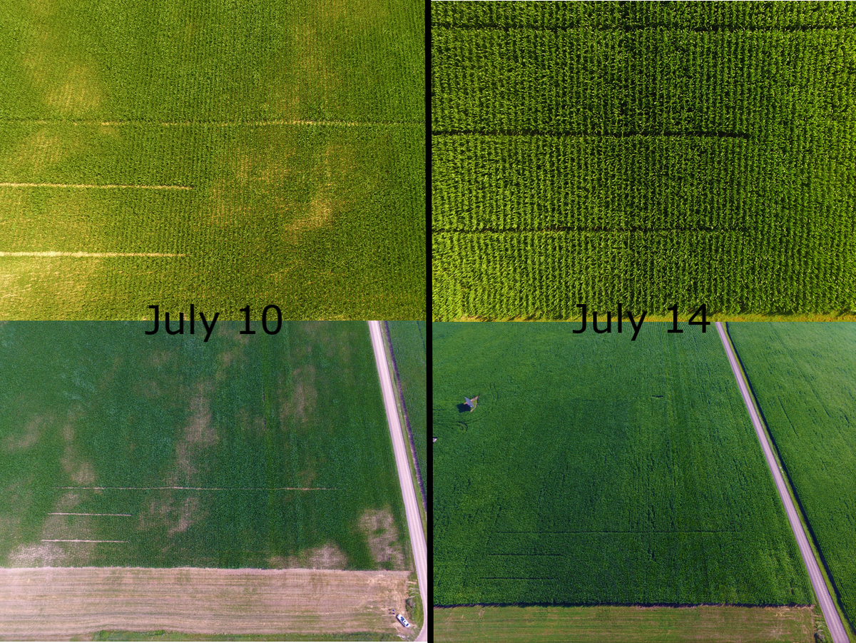 Maizex's tweet photo. What a difference a rain can make. Photos taken by @sprayman63, our Market Development Agronomist for Western ON, only 4 days apart. ~15mm (6/10) fell in between. Check out the rest of the plot on our virtual plot tour: https://t.co/htwbxshrsM
#virtualplottour #ontag https://t.co/Fq5jH2biZb