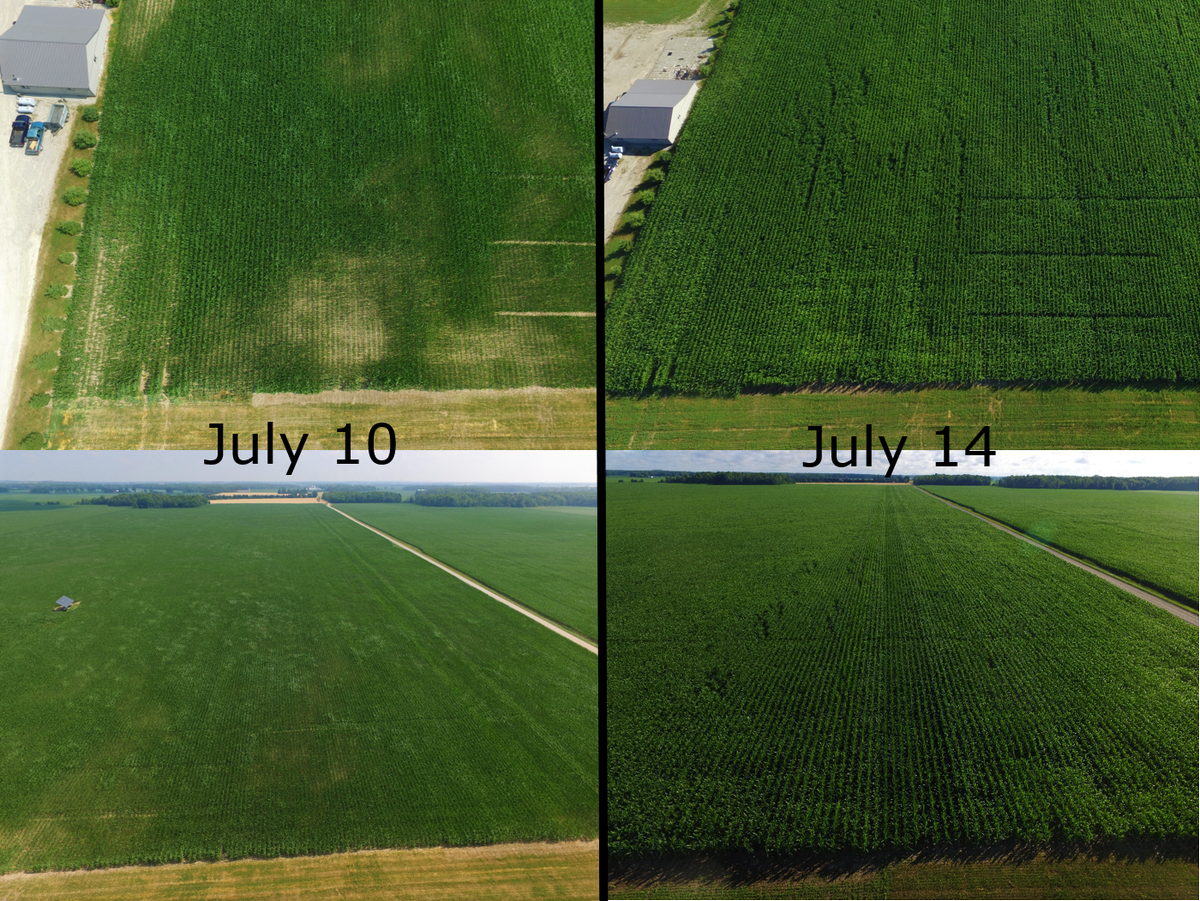 Maizex's tweet photo. What a difference a rain can make. Photos taken by @sprayman63, our Market Development Agronomist for Western ON, only 4 days apart. ~15mm (6/10) fell in between. Check out the rest of the plot on our virtual plot tour: https://t.co/htwbxshrsM
#virtualplottour #ontag https://t.co/Fq5jH2biZb