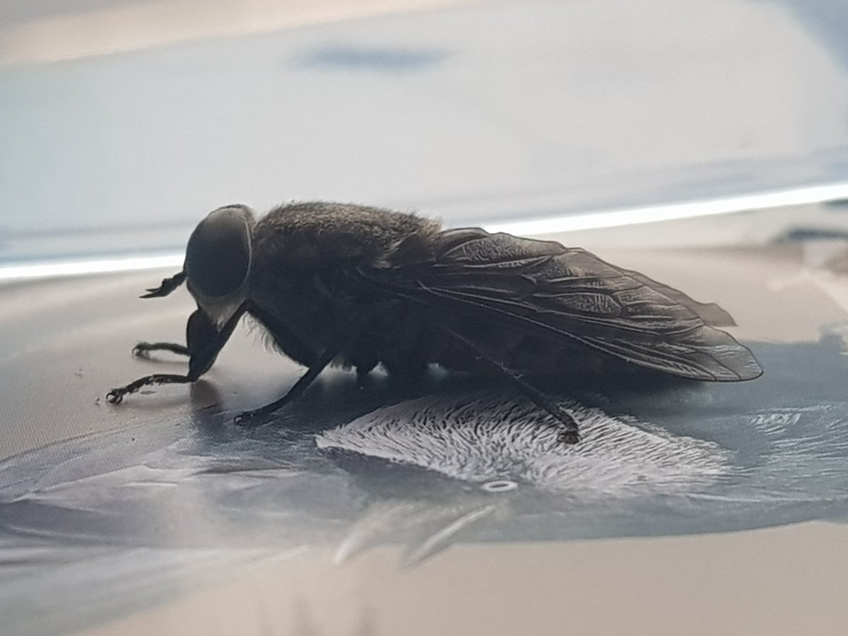 capuchenoire's tweet photo. Mais non mon chéri, tu ne vas pas crier comme une fille !
Je vais sortir la grosse bébête !
N'empêche 25mm c'est pas mal !
Amateur je prend volontiers
vos lumières
#Taon #tabanus #mouche #diptera https://t.co/zFql5AQVGR