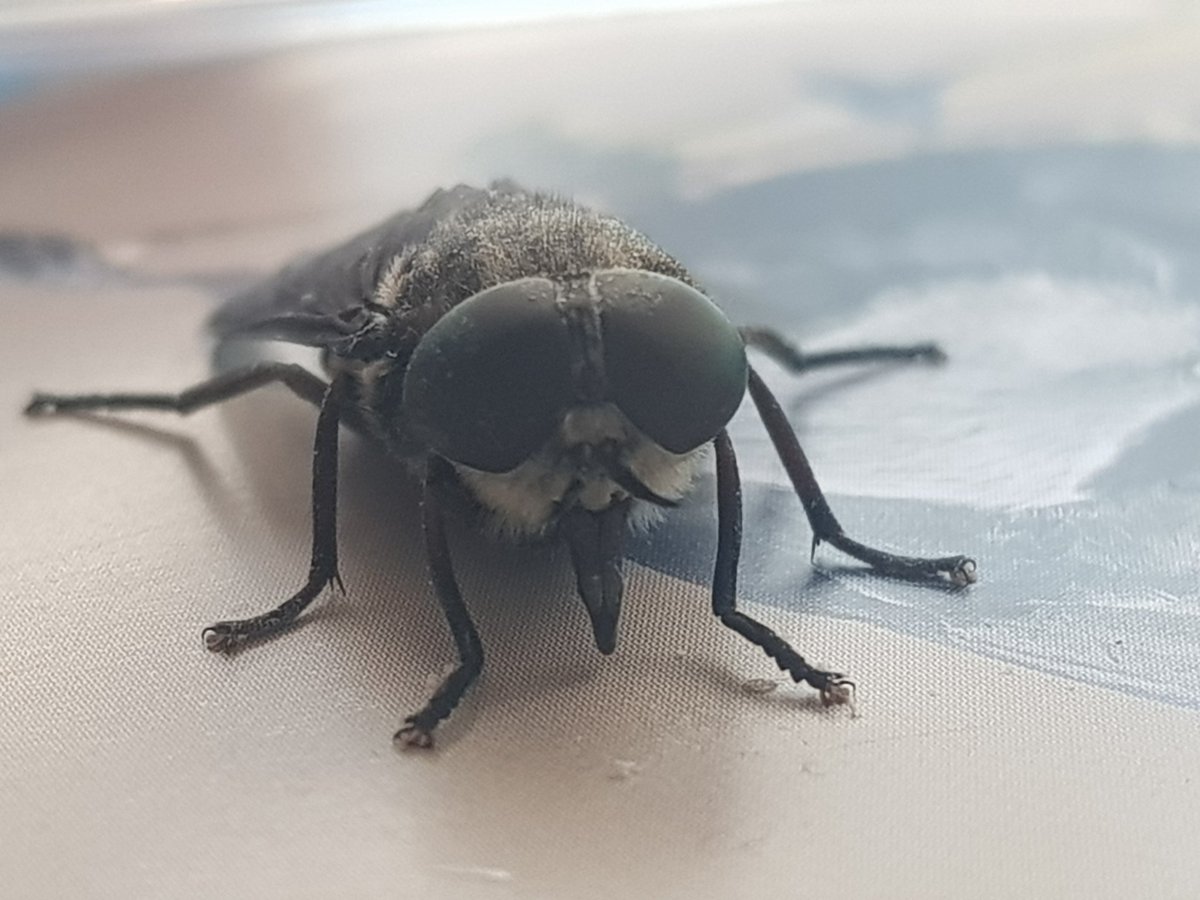 capuchenoire's tweet photo. Mais non mon chéri, tu ne vas pas crier comme une fille !
Je vais sortir la grosse bébête !
N'empêche 25mm c'est pas mal !
Amateur je prend volontiers
vos lumières
#Taon #tabanus #mouche #diptera https://t.co/zFql5AQVGR