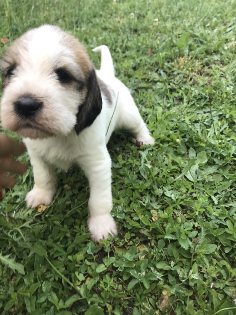 sadnesslem's tweet photo. @LizGillies  do you like my puppy ?? https://t.co/34Vtp6NpLW