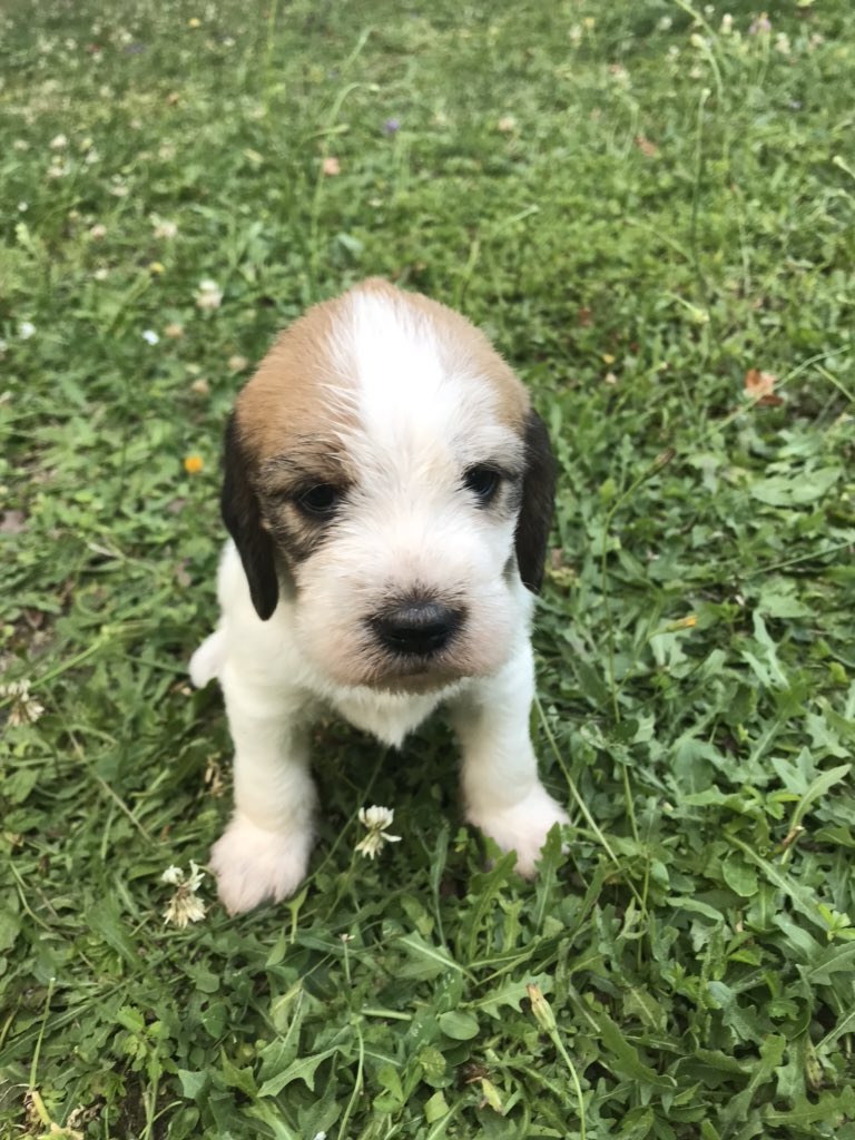sadnesslem's tweet photo. @LizGillies  do you like my puppy ?? https://t.co/34Vtp6NpLW