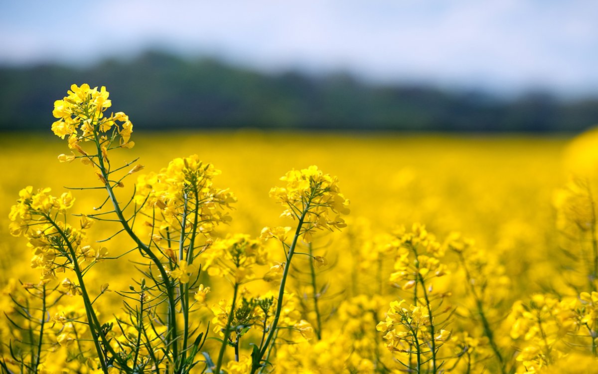 Rapeseed Oil?It’s a flower in the mustard/cabbage family. This oil is made from the seeds and was traditionally, lubricant for steam engines. Used in animal feed, biodiesel, and vegetable oil.Yummy. 2/