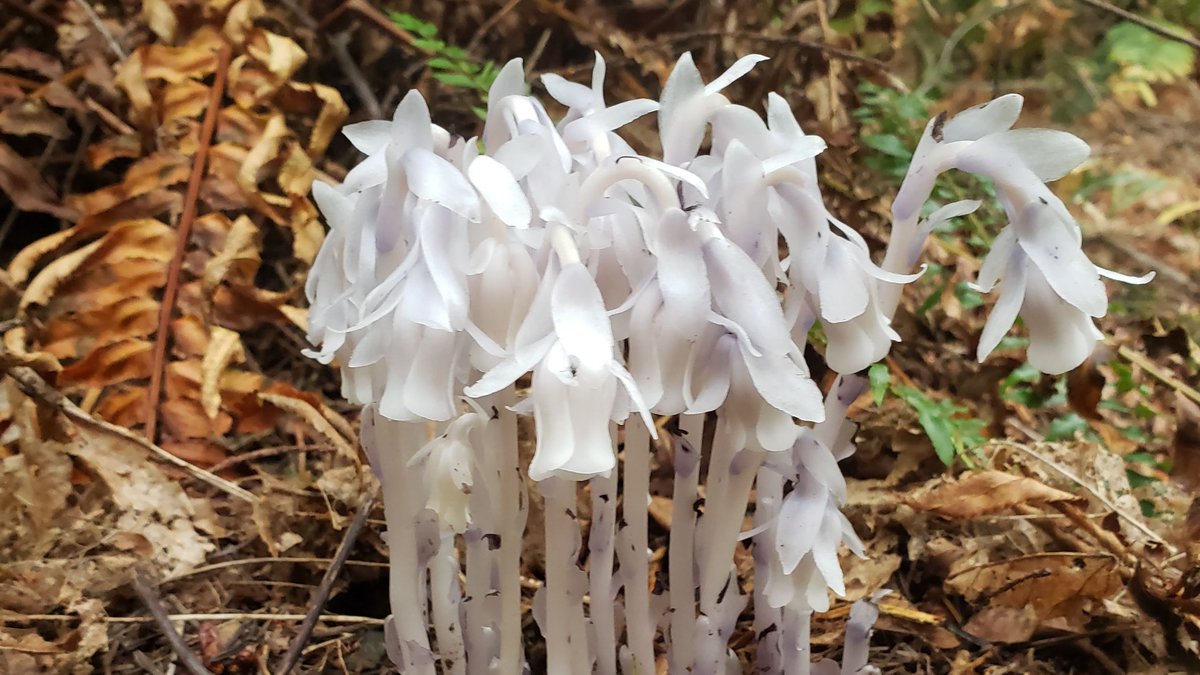 ejaneweiss's tweet photo. Magical find in #SealBay today.

#cvcollective #forests https://t.co/2AZFAxonZF