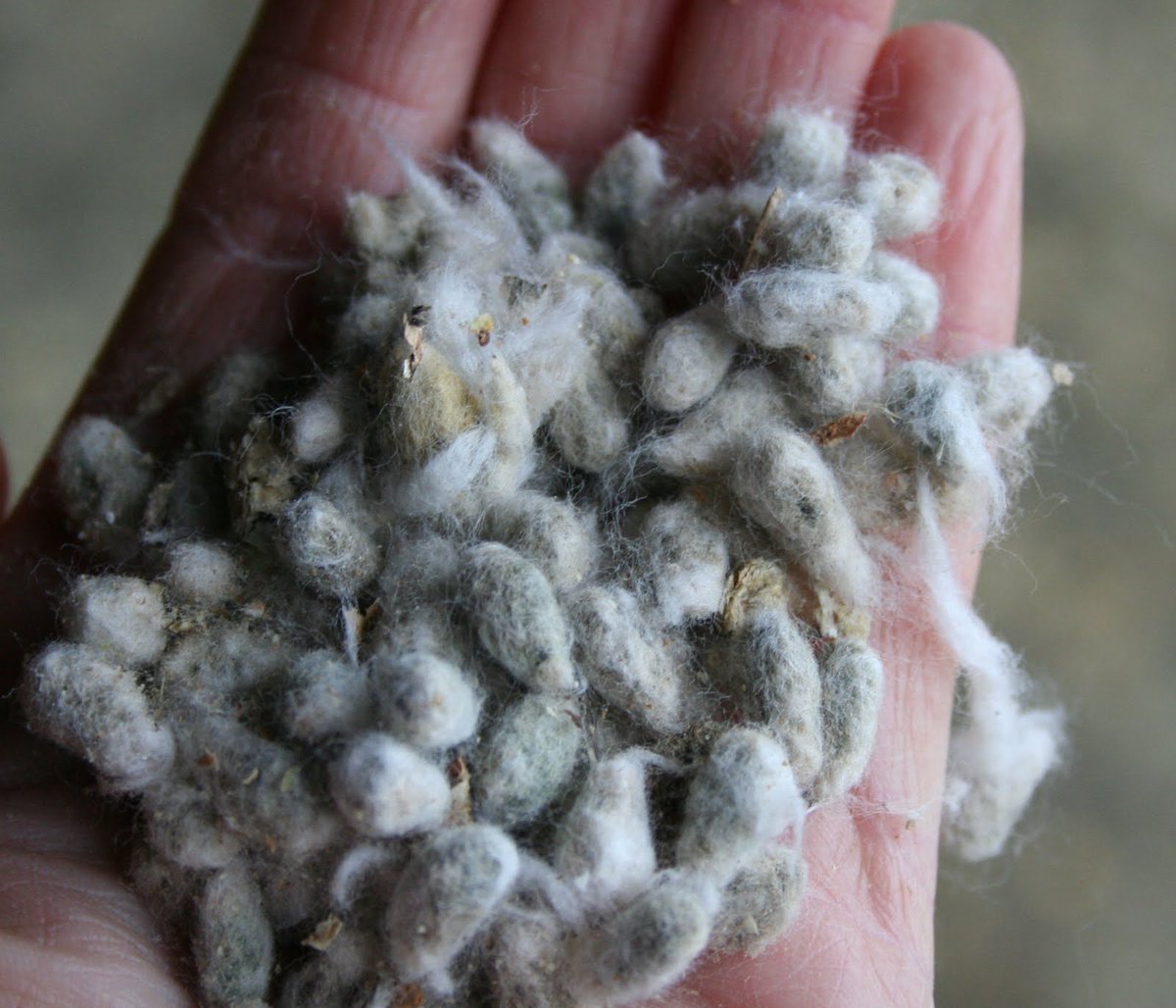 Cottonseed Oil?Yes. That same cotton you’re wearing. The same stuff your shirt is made out of. The seeds are used to feed cattle and then processed further into oil for humans. 3/