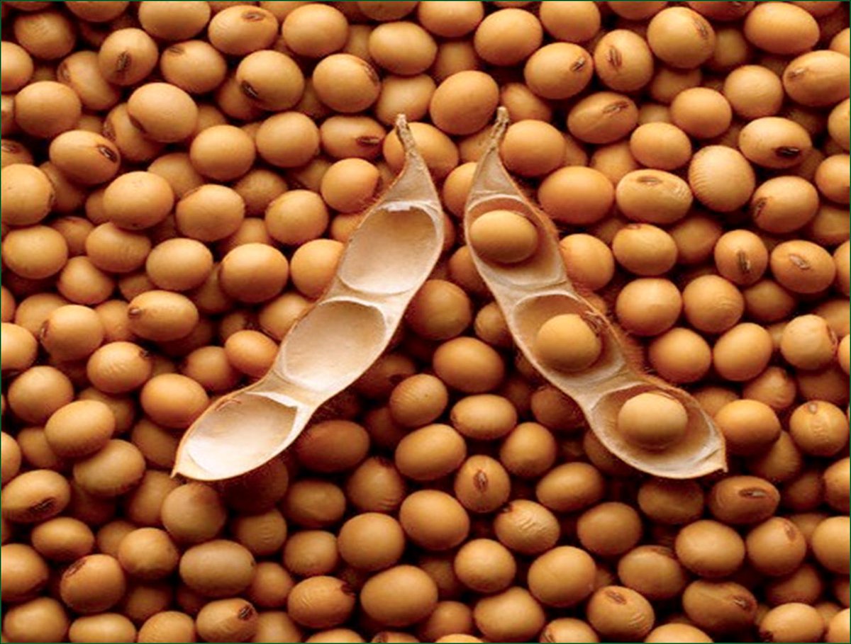 Soybean Oil?At least the beans are used here. Again, the meal is used to feed animals, oil is used to feed humans.Soybeans are eaten whole in edamame, but every other practical use usually involves some processing. 4/
