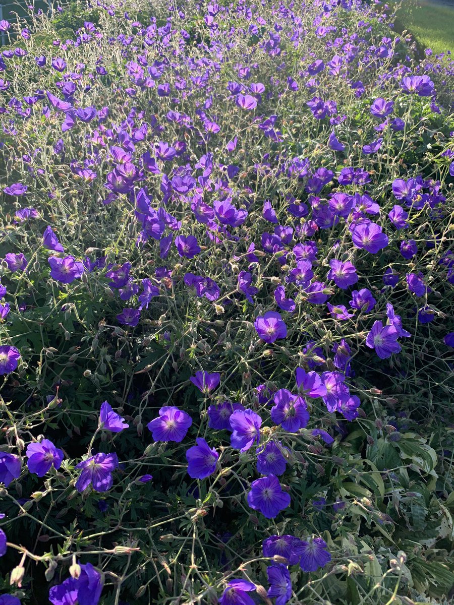 Shane McAuliffe 🐷✈️ tweet media