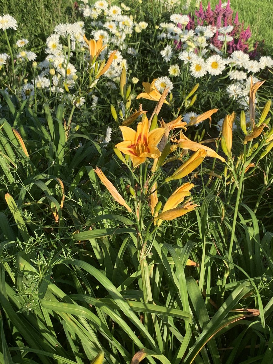 Shane McAuliffe 🐷✈️ tweet media