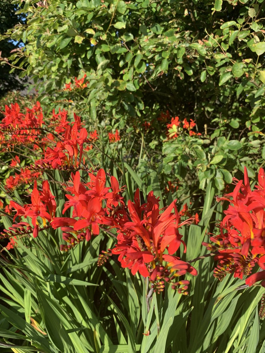 Shane McAuliffe 🐷✈️ tweet media