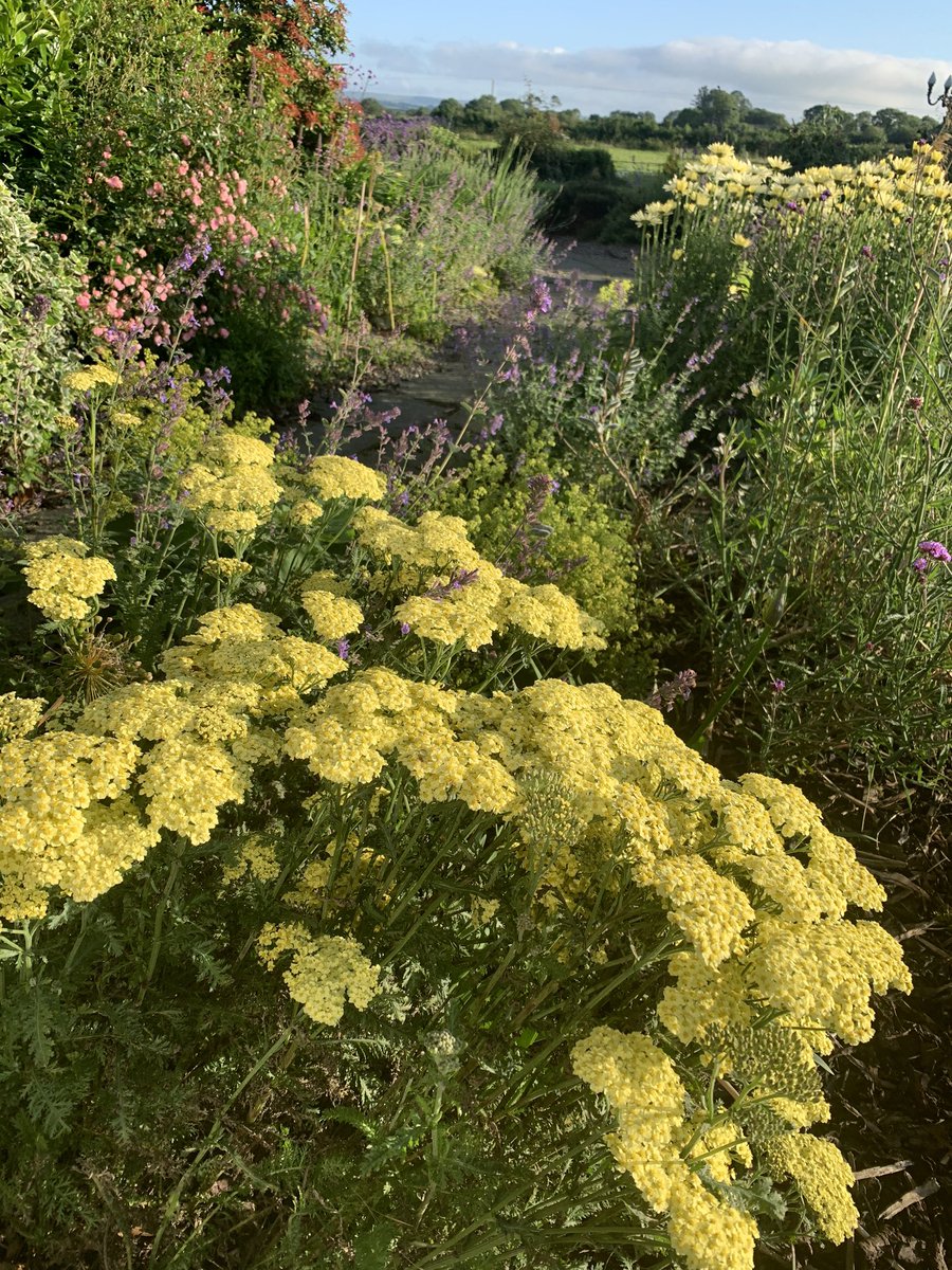 Shane McAuliffe 🐷✈️ tweet media