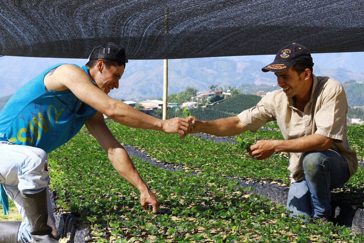 Specialty Coffee Association tweet media