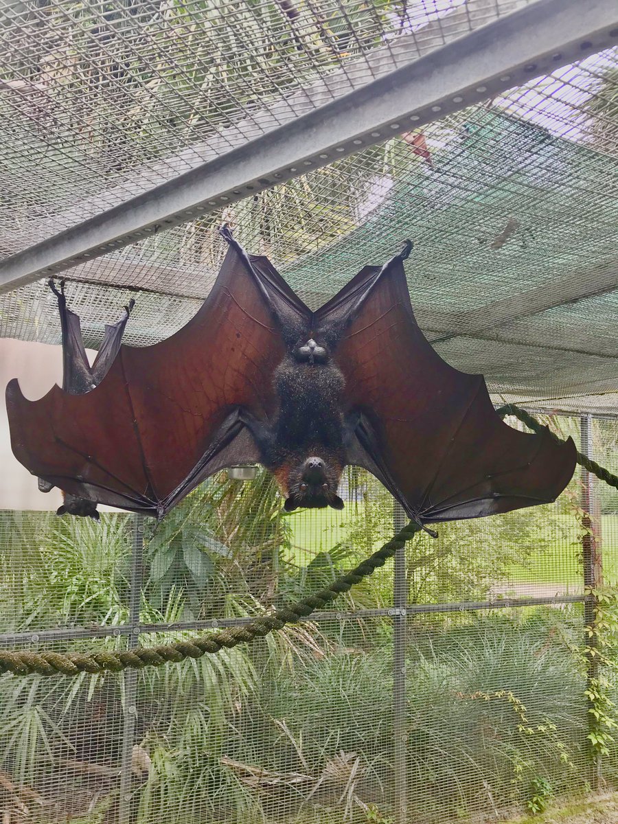 Lubeebatconservancy On Twitter Congrats If You Guessed The Malayan Flying Fox Or Pteropus Vampyrus They Have A Wingspan Of Up To 6ft Making Them The Largest Bat In The World By Wingspan