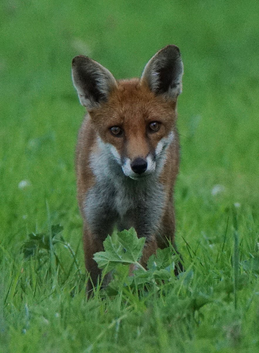RT @paulistweeting7: Fox cub in the gloomy evening light @wildlife_uk @Britnatureguide @NearbyWild @iNatureUK @NatureUK @Mammal_Society @mammals_uk