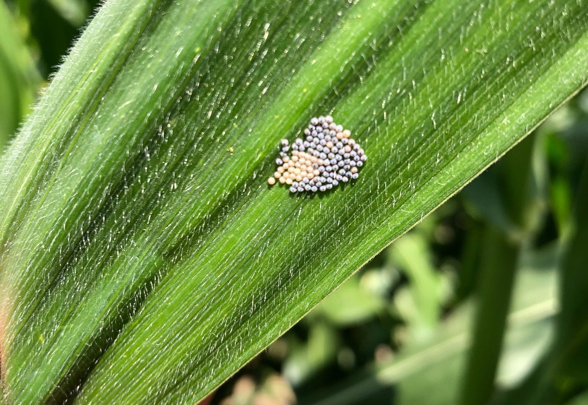Know2Grow Alert - Corn Ear Damaging Pests
nordersupply.com/crop-protectio…