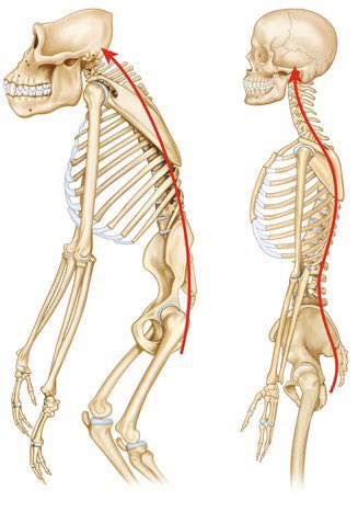 ChampagneSaucin's tweet photo. LOOK AT HOW DRAKE STANDS NO NORMAL HUMAN STANDS LIKE THIS his spine was formed in a lab using the Skelton of a primate. Drake has a bite strength of 1,300 PSI and is 6 times stronger than an average human. He is a bio-weapon constructed by the DNC and Russians #Drakegate https://t.co/hXbuCwqZKL