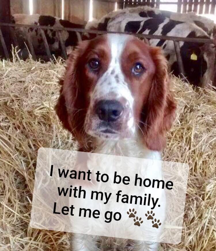BlueFrenchie1's tweet photo. 🆘💕🆘 HAVE YOU SEEN FEMALE SPANIEL MABLI PLEASE?🙏 https://t.co/iEs7WxzpjU